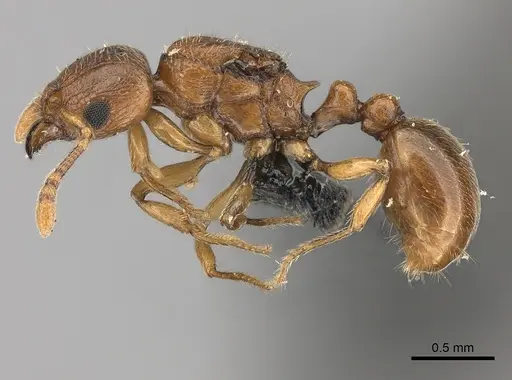 Tetramorium cognatum specimen CASENT0107931 image casent0107931_3