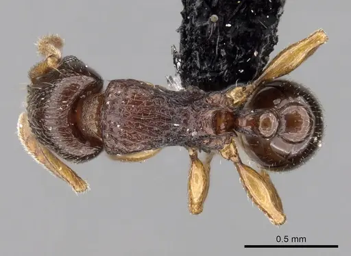 Tetramorium cognatum specimen CASENT0118449 image casent0118449_1