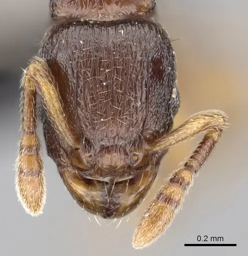 Tetramorium cognatum specimen CASENT0118449 image casent0118449_2