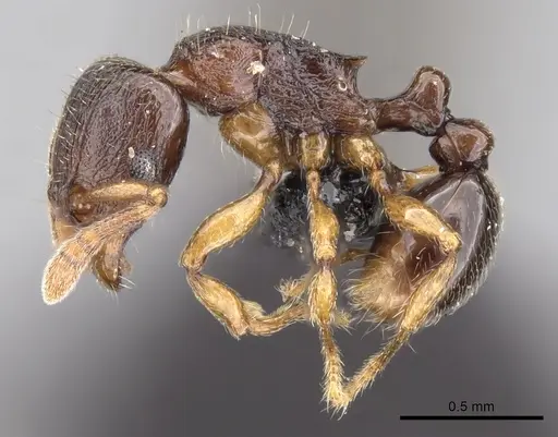 Tetramorium cognatum specimen CASENT0118449 image casent0118449_3