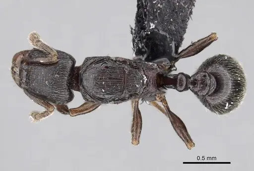 Tetramorium cognatum specimen CASENT0119563 image casent0119563_1