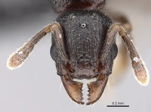 Tetramorium cognatum specimen CASENT0119563 image casent0119563_2