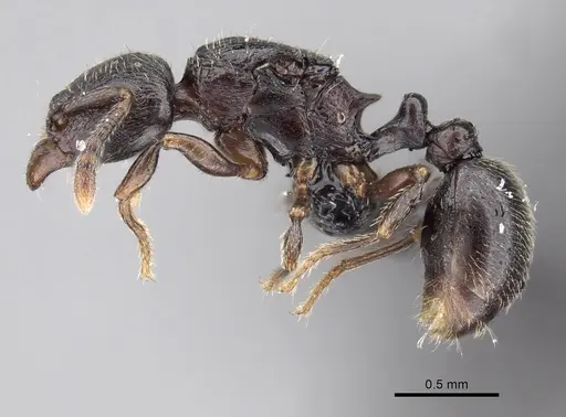 Tetramorium cognatum specimen CASENT0119563 image casent0119563_3