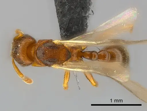 Tetramorium cognatum specimen CASENT0121800 image casent0121800_1
