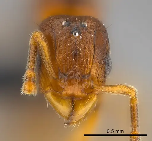 Tetramorium cognatum specimen CASENT0121800 image casent0121800_2