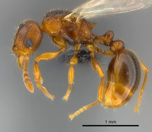 Tetramorium cognatum specimen CASENT0121800 image casent0121800_3