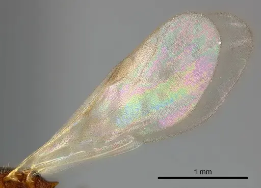 Tetramorium cognatum specimen CASENT0121800 image casent0121800_4