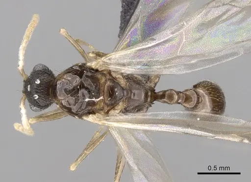 Tetramorium cognatum specimen CASENT0148746 image casent0148746_1