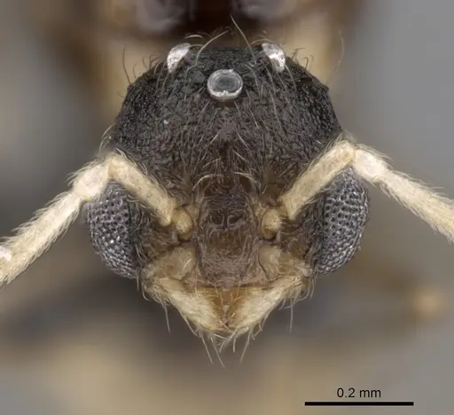 Tetramorium cognatum specimen CASENT0148746 image casent0148746_2