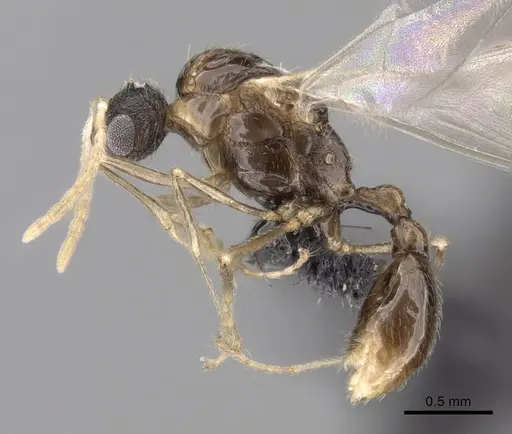 Tetramorium cognatum specimen CASENT0148746 image casent0148746_3
