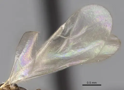 Tetramorium cognatum specimen CASENT0148746 image casent0148746_4