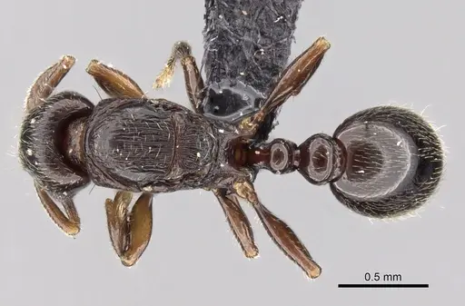 Tetramorium cognatum specimen CASENT0149891 image casent0149891_1