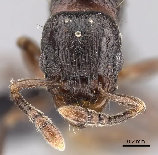 Tetramorium cognatum specimen CASENT0149891 image casent0149891_2