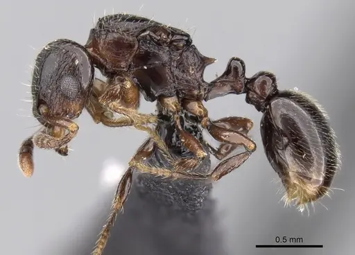 Tetramorium cognatum specimen CASENT0149891 image casent0149891_3