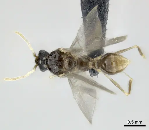 Tetramorium cognatum specimen CASENT0150524 image casent0150524_1