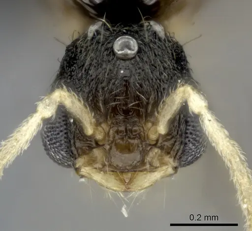 Tetramorium cognatum specimen CASENT0150524 image casent0150524_2