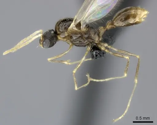 Tetramorium cognatum specimen CASENT0150524 image casent0150524_3