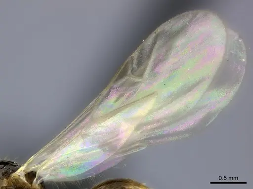 Tetramorium cognatum specimen CASENT0150524 image casent0150524_4