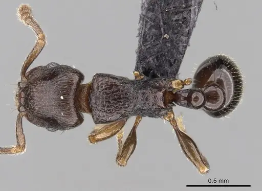 Tetramorium cognatum specimen CASENT0153610 image casent0153610_1