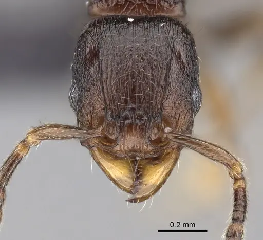 Tetramorium cognatum specimen CASENT0153610 image casent0153610_2