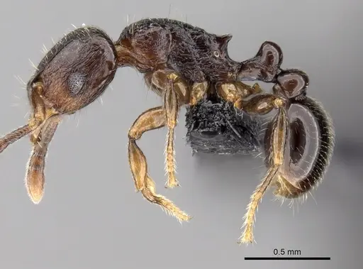 Tetramorium cognatum specimen CASENT0153610 image casent0153610_3