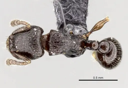 Tetramorium cognatum specimen CASENT0163743 image casent0163743_1