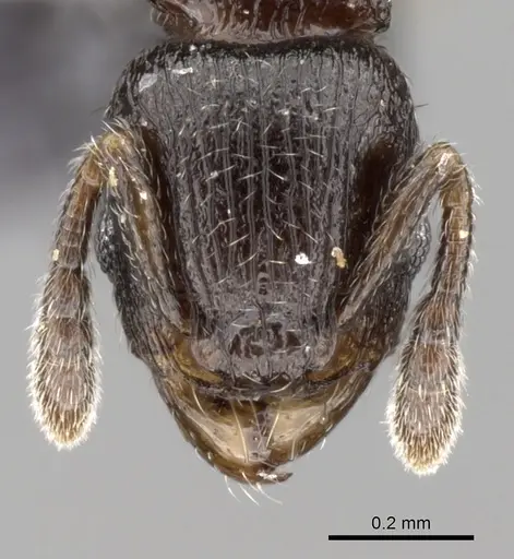 Tetramorium cognatum specimen CASENT0163743 image casent0163743_2