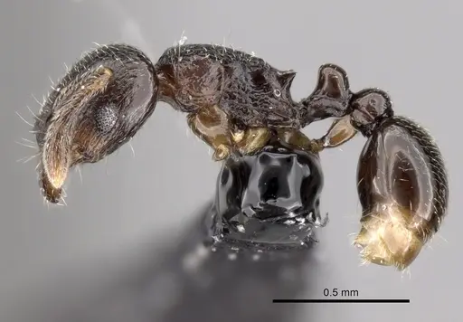 Tetramorium cognatum specimen CASENT0163743 image casent0163743_3