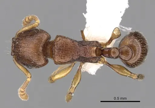 Tetramorium cognatum specimen CASENT0189130 image casent0189130_1