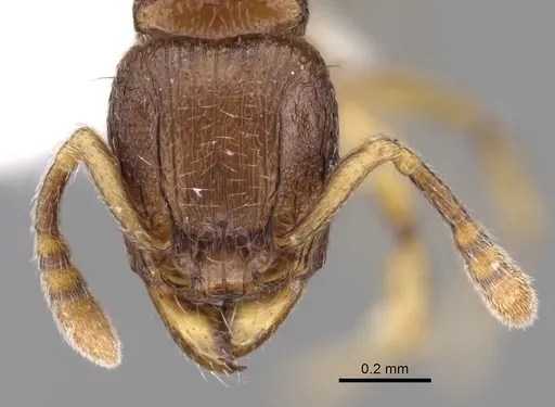 Tetramorium cognatum specimen CASENT0189130 image casent0189130_2