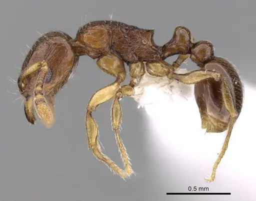 Tetramorium cognatum specimen CASENT0189130 image casent0189130_3