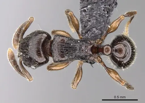Tetramorium cognatum specimen CASENT0217757 image casent0217757_1