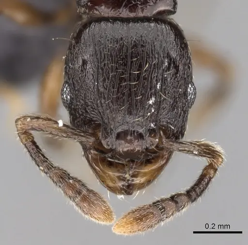 Tetramorium cognatum specimen CASENT0217757 image casent0217757_2