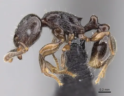 Tetramorium cognatum specimen CASENT0217757 image casent0217757_3