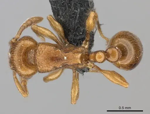 Tetramorium cognatum specimen CASENT0217758 image casent0217758_1