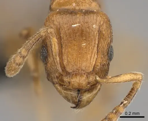 Tetramorium cognatum specimen CASENT0217758 image casent0217758_2