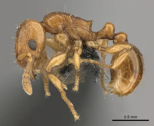 Tetramorium cognatum specimen CASENT0217758 image casent0217758_3