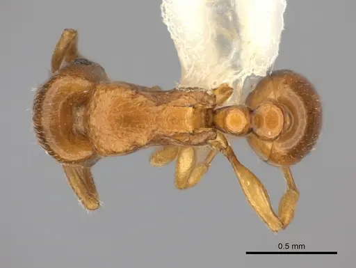 Tetramorium cognatum specimen CASENT0218009 image casent0218009_1