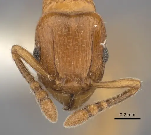 Tetramorium cognatum specimen CASENT0218009 image casent0218009_2