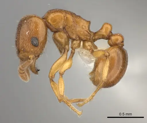 Tetramorium cognatum specimen CASENT0218009 image casent0218009_3