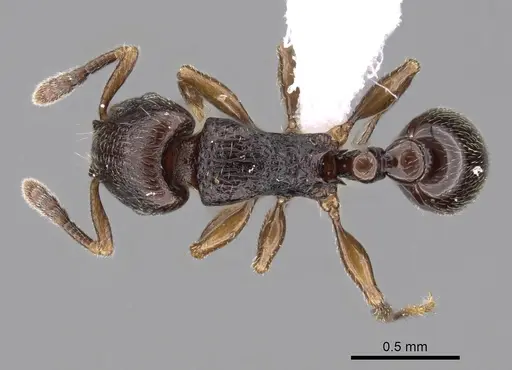 Tetramorium cognatum specimen CASENT0414920 image casent0414920_1