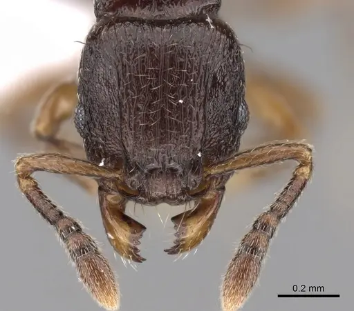 Tetramorium cognatum specimen CASENT0414920 image casent0414920_2