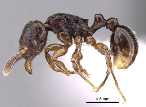 Tetramorium cognatum specimen CASENT0414920 image casent0414920_3