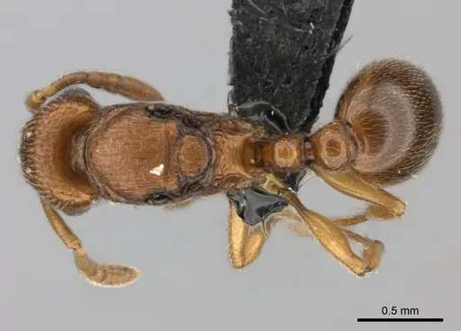 Tetramorium cognatum specimen CASENT0496418 image casent0496418_1
