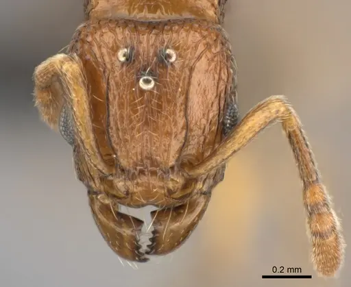 Tetramorium cognatum specimen CASENT0496418 image casent0496418_2