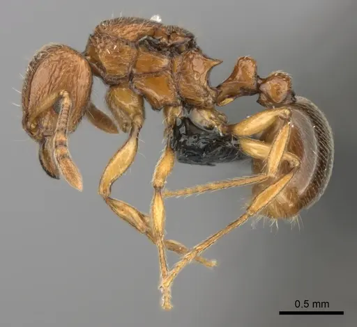 Tetramorium cognatum specimen CASENT0496418 image casent0496418_3
