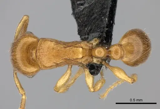 Tetramorium cognatum specimen CASENT0498096 image casent0498096_1