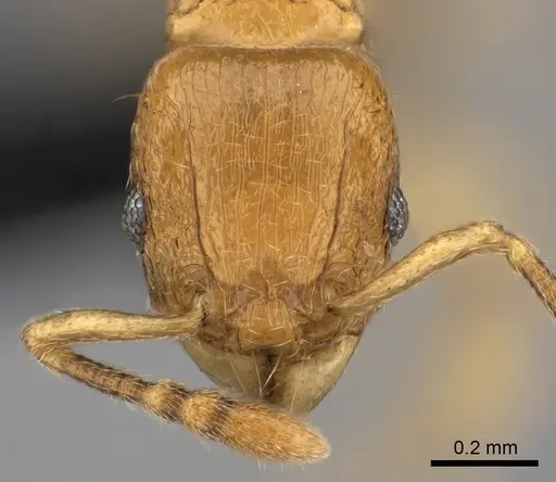 Tetramorium cognatum specimen CASENT0498096 image casent0498096_2