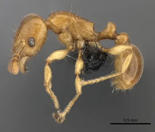 Tetramorium cognatum specimen CASENT0498096 image casent0498096_3