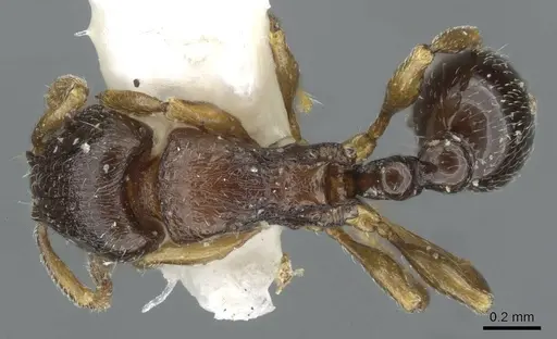 Tetramorium cognatum specimen CASENT0911248 image casent0911248_1